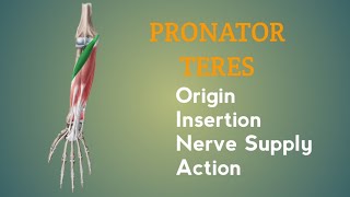 Pronator Teres Muscle  Origin  Insertion  Nerve Supply  Action  by Physiotrav [upl. by Eiveneg]