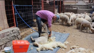 KUZULARI KIRKTIM   Koyun kırkma Koyun kırkımı videoları Koyun kuzu videoları Koyunculuk [upl. by O'Mahony]