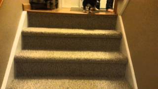 Beagle Puppy Goes Down Stairs for the First Time [upl. by Annaoy529]