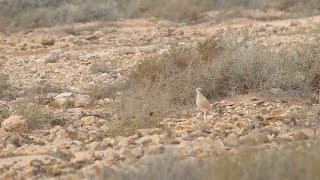 Creamcoloured Courser Llanos de Tindaya 9th February 2024 [upl. by Patin]