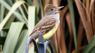 Great Crested Flycatchers Calling  Close and Loud [upl. by Maison187]