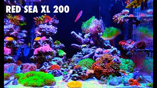 Red Sea Reefer XL 200 43g Reef Tank [upl. by Eltsyrk]