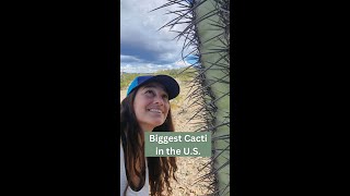 Interesting Facts about Saguaro Cactus [upl. by Tocs]