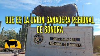 QUE ES LA UNIÓN GANADERA REGIONAL DE SONORA [upl. by Cecelia]