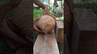 Giant coconut  how to remove coconut from Shell [upl. by Karolyn]