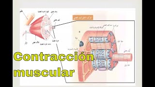 Fisiología de la contracción muscular [upl. by Tattan]