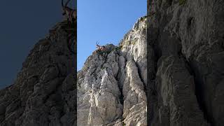 Steinbock geht hoch hinauf🫶kletterkünstler der Berge🥰mein Kanal🍀Bergwelt Schweiz🇨🇭💫🇨🇭🥰 [upl. by Iztim]