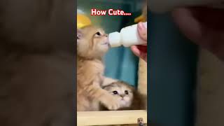 Cute Kitten Lactation cute cat catlover kitten cutecat [upl. by Marlon]