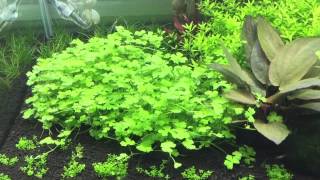 Hydrocotyle tripartita Tropica Scaper tank dennerle [upl. by Noynek]