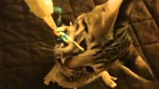 Savannah Cats play growling and hissing [upl. by Lynne]