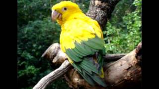 ✖✖✖ Top 10 Aves Nacionales mas hermosas de América Latina ✖✖✖ [upl. by Hashimoto]