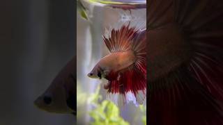 Betta bettalovers music bettafishtankmates fishaquarium bettalovers bettafishtank fishbowl [upl. by Kcirret]