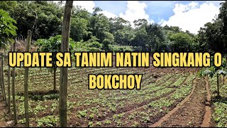 UPDATE SA TANIM NATIN SINGKANG O BOKCHOY [upl. by Yelyk576]