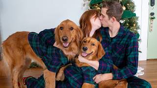 My Dogs Have a Christmas Photoshoot 🎄 [upl. by Seligman]