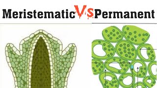 Meristematic Vs Permanent tissuesDifference between meristematic and permanent tissueSimilarities [upl. by Iinde]