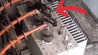 Watch a cat get electrocuted but not die😱😱 [upl. by Niliak]