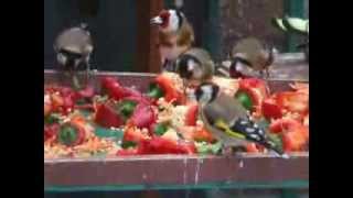 Goldfinches in my aviary [upl. by Atteyek502]