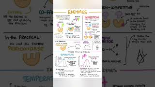 Enzymes biology and physiology [upl. by Enneyehs]