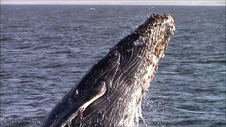 10724 Breaching amp Lunge feeding Humpback Whales [upl. by Alleira]