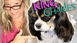 Perfectly GROOM your KING CHARLES CAVALIER SPANIEL at HOME Step By Step LESSON [upl. by Bledsoe712]