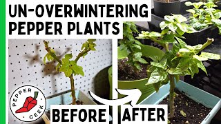 UnOverwintering Pepper Plants  Coming Out Of Hibernation  Pepper Geek [upl. by Culver946]