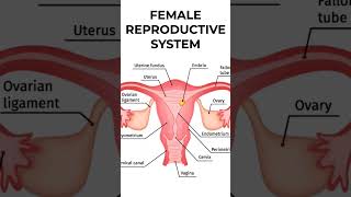 Female reproductive system [upl. by Yensehc552]