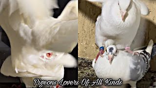 Pigeon mating time [upl. by Eded]