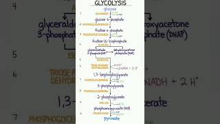 Glycolysis biochemistry [upl. by Suzie127]