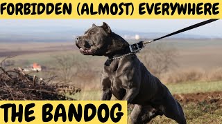 BANDOG  The Forbidden Dogs  almost everywhere [upl. by Scevo150]