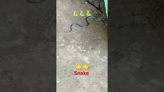 kunakatuwa 🐍😳😯 youtube shortvideo dengerous [upl. by Rome]