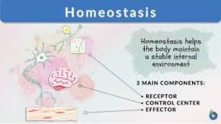 Homeostasis class 12 chap 15 Biology [upl. by Yniar]