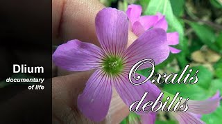 Large flower pinksorrel Oxalis debilis  part 2 [upl. by Nere]