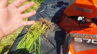 Looking at the oilseed radish alfalfa clover oats and rye grass [upl. by Monjan246]