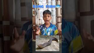 Lungfish are freshwater vertebrates belonging to the class Dipnoiblooming school videoviral [upl. by Issim338]