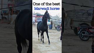 Best marwadi horse [upl. by Raffaj]