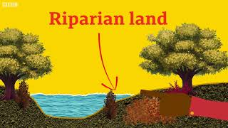 What is Riparian Land  BBC Whats New [upl. by Whitcher527]