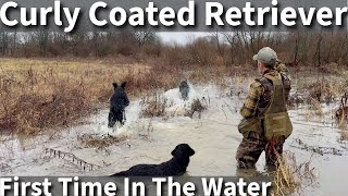 Curly Coated Retriever  First Time Swimming and Hiking On The Farm [upl. by Asquith413]