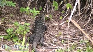 Tupinambis merianae Teiidae  Lagarto teiú no mangue de Florianópolis [upl. by Wendeline]