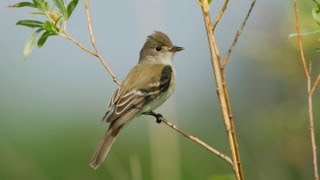 Willow Flycatcher Portrait [upl. by Omrelliug502]