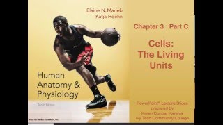 Anatomy amp Physiology Chapter 3 Part C Lecture [upl. by Aikcin]