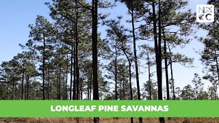 Longleaf Pine Savannas [upl. by Favianus]