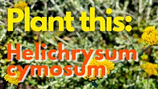 Plant This Plant Helichrysum cymosum [upl. by Wolliw]