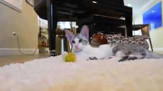 Adorable Oriental Shorthair Cat Video [upl. by Takeshi]