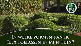 In welke vormen kan ik Ilex crenata toepassen in mijn tuin [upl. by Vachell39]