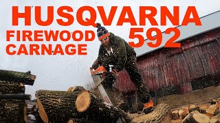 Husqvarna 592 XP chainsaws FIREWOOD CARNAGE [upl. by Thirzi]