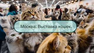 Москва Выставка кошек 2024 Крокус Сити Холл [upl. by Frayne]