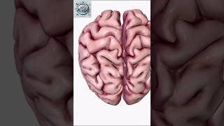 Could you identify the essential gyri of the brain neurology neurotologist neuro anatomy [upl. by Aztiray]