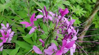 Cleome spinosa [upl. by Summons]