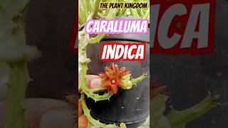 Caralluma indica beautiful succulent plantscactus garden exotic plantsrare plant theplantkingdom [upl. by Aivataj206]