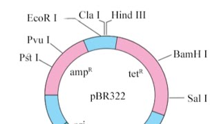 CLONING VECTOR pBR 322 [upl. by Bendite185]